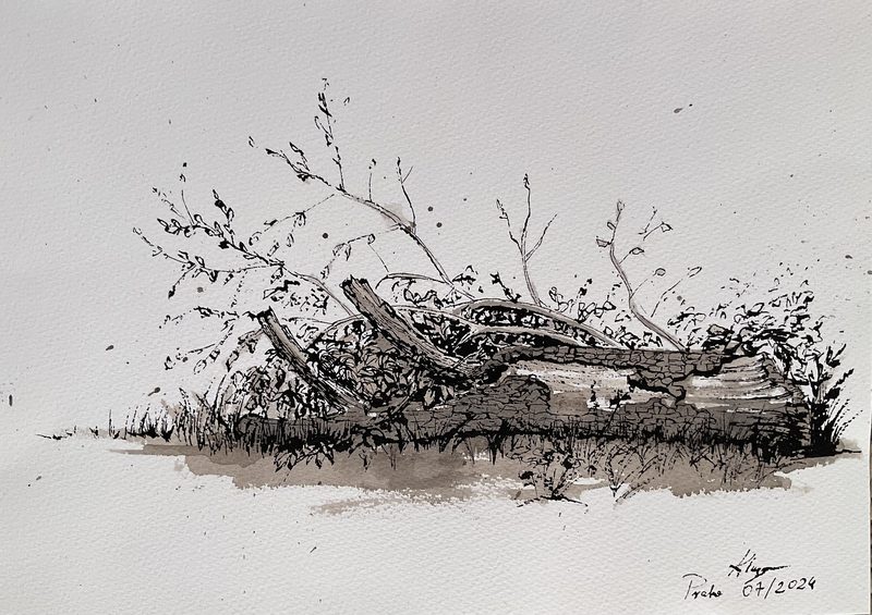 Ink drawing of a fallen tree trunk with sprouting branches lying in grass