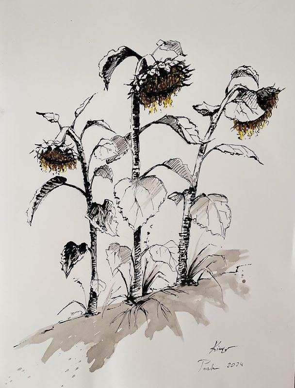 Ink drawing of three dried sunflower heads on tall stems with broad leaves