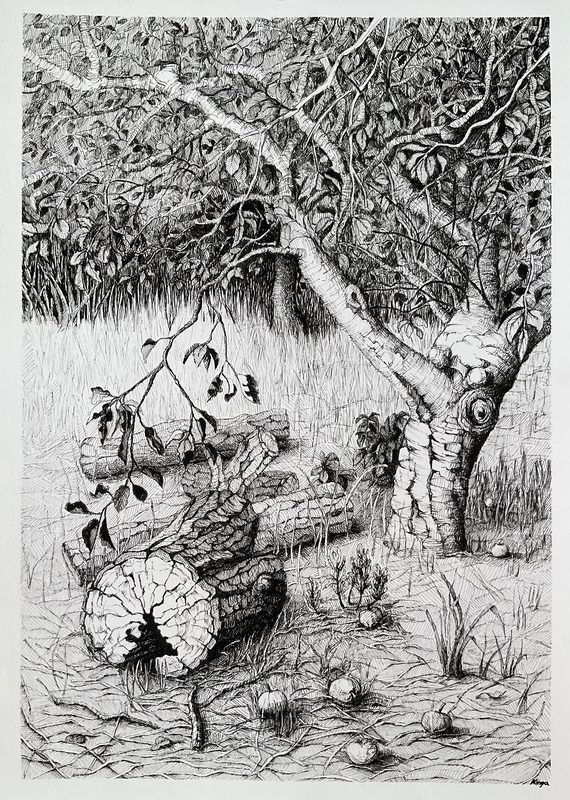 Dense ink drawing of a gnarled apple tree with fallen apples and a log beneath it